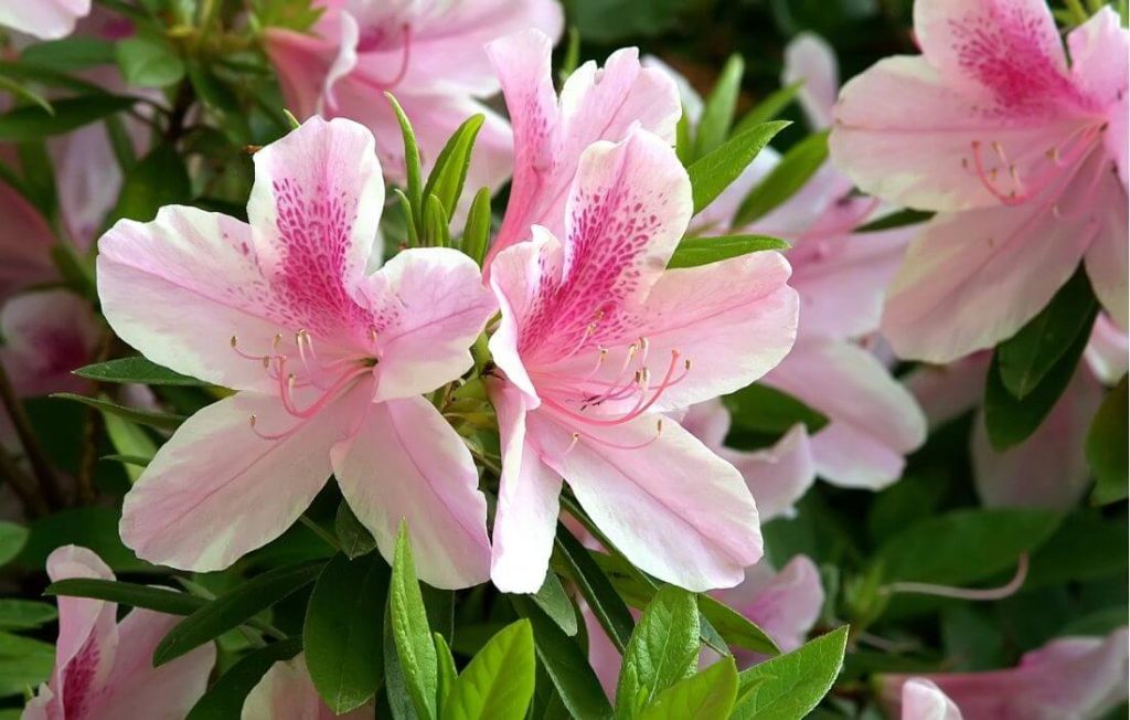 Multi-color azalea cluster