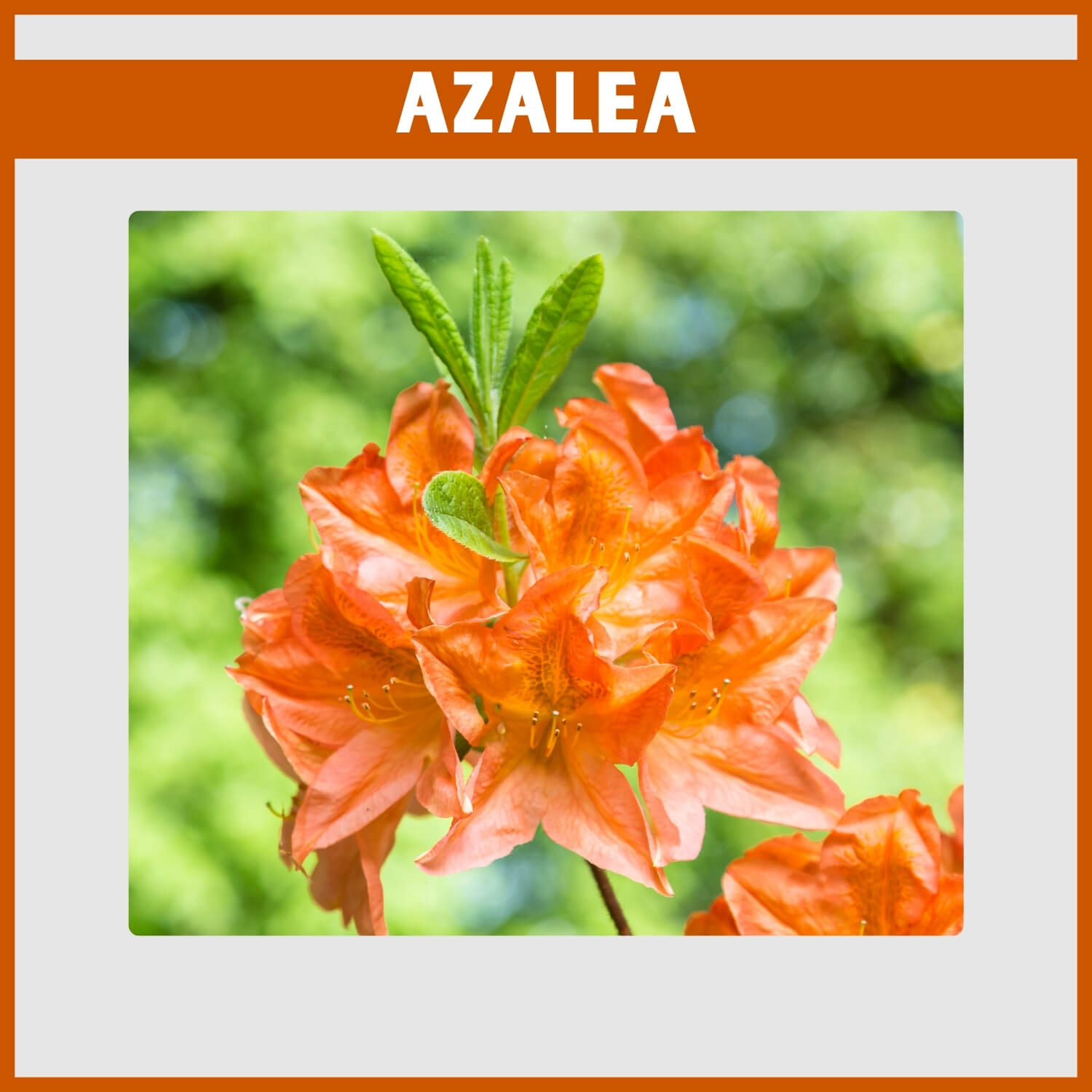 Fragrant orange Azalea masses blooming in the spring woodland
