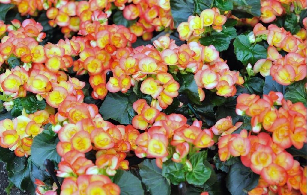 Bi-color begonia blooms