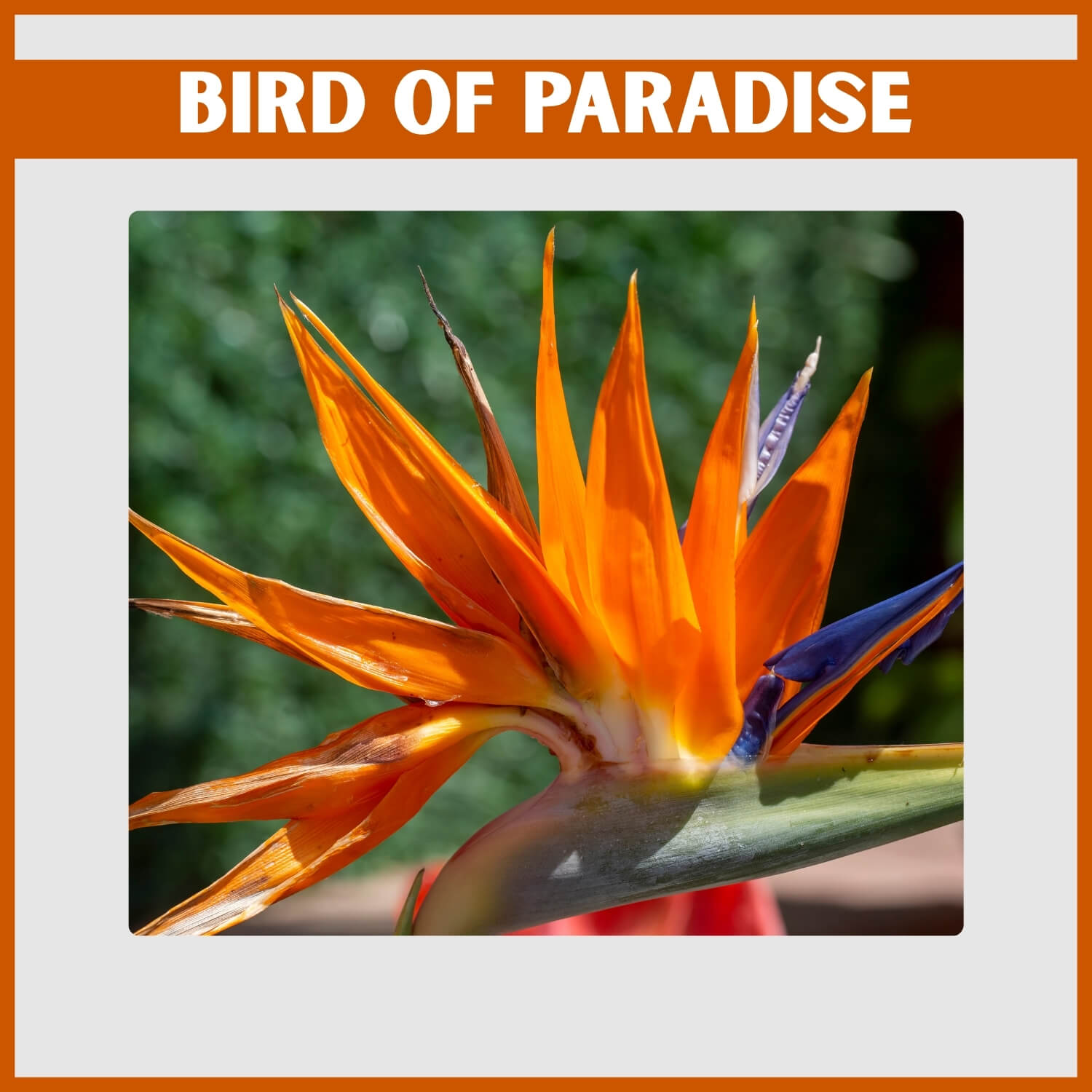 Exotic orange and blue Bird of Paradise plant