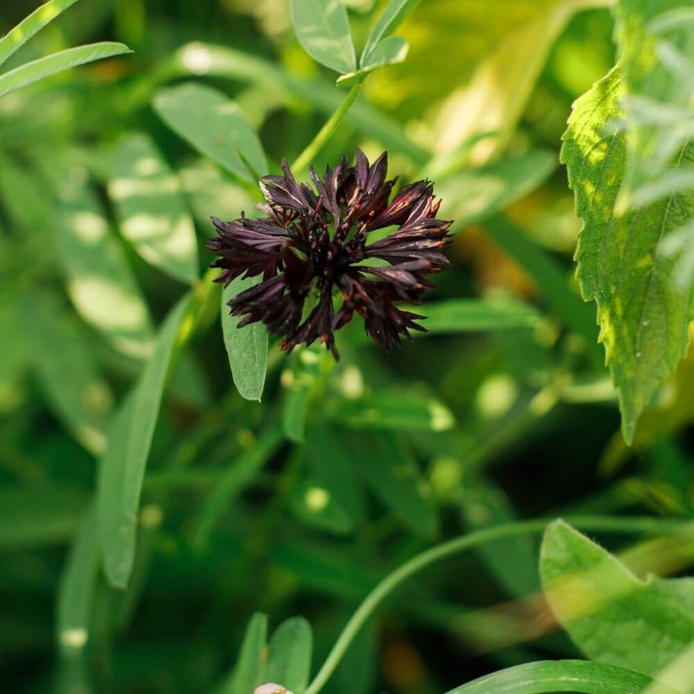 Black Bachelor’s Button ‘Black Ball’ blackish-purple annual flower