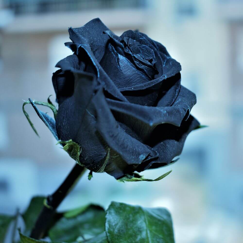 Black Magic Rose deep red-black hybrid rose