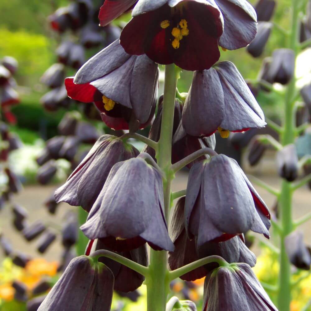 Black Persian Lily ‘Adiyaman’ tall purplish-black bell-shaped flowers