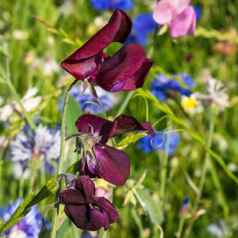 Black Sweet Pea fragrant black-purple climbing flower