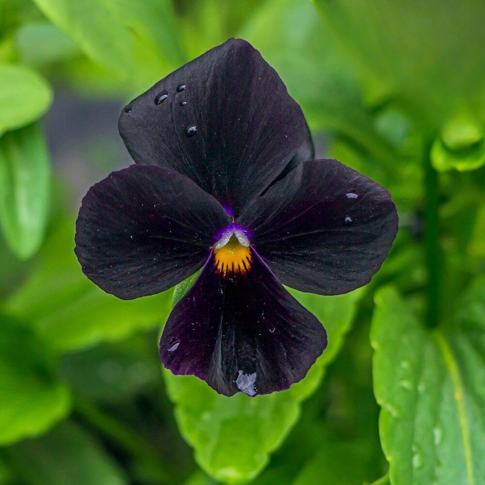 Black Viola ‘Molly Sanderson’ small glossy black blooms