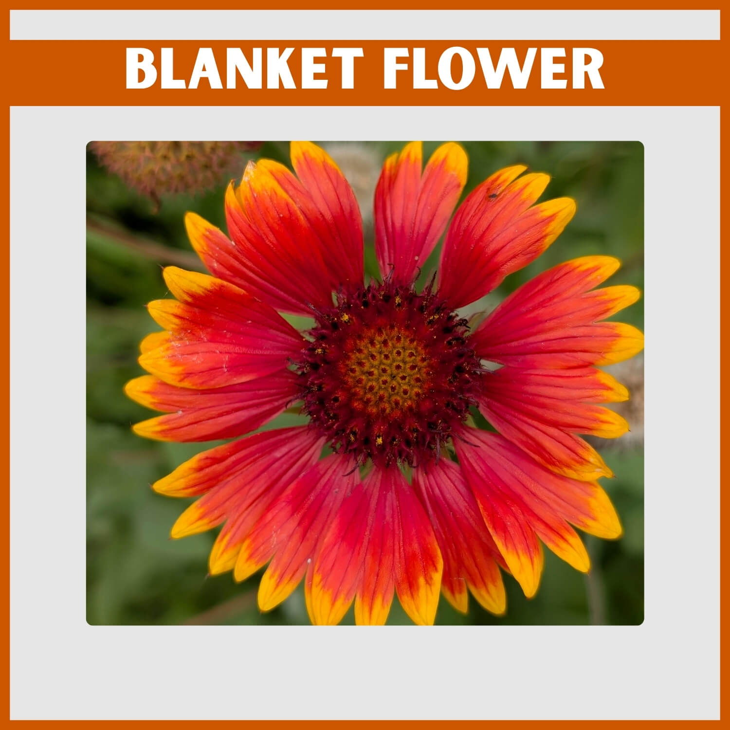 Tough orange and red Blanket Flower