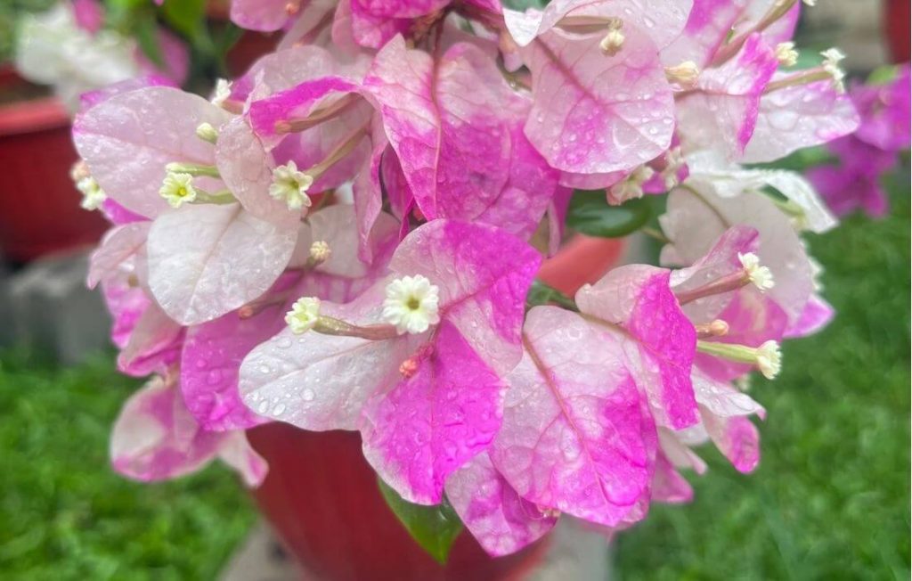 Bright multi-colored bougainvillea