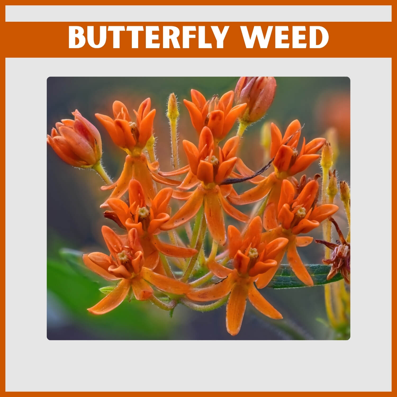 Close-up of Orange Butterfly Weed Flower