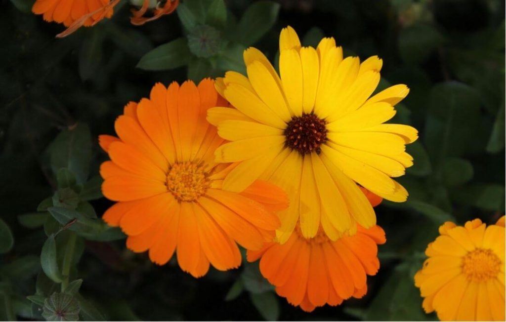 Yellow and orange bi-color calendula flower