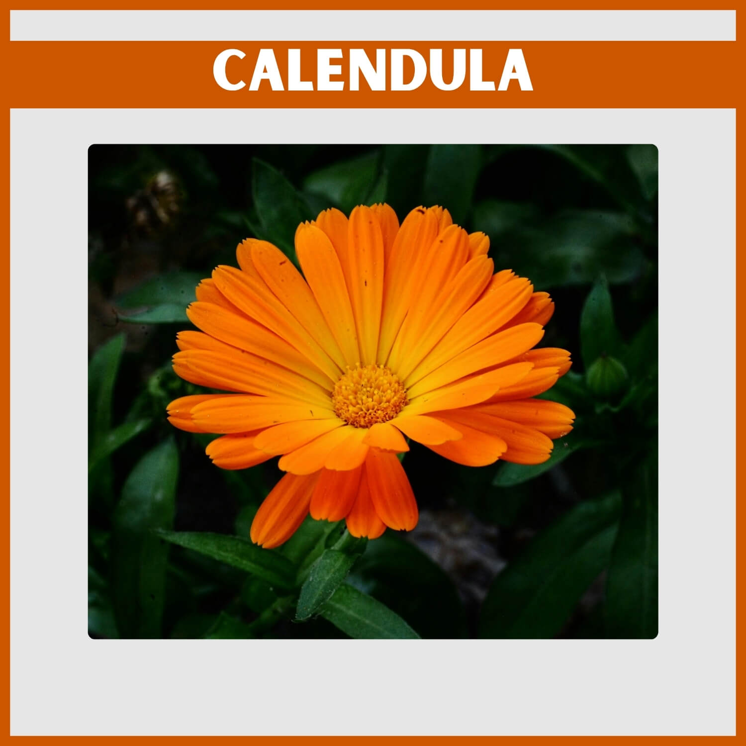 Edible orange Calendula petals used as a medicinal herb