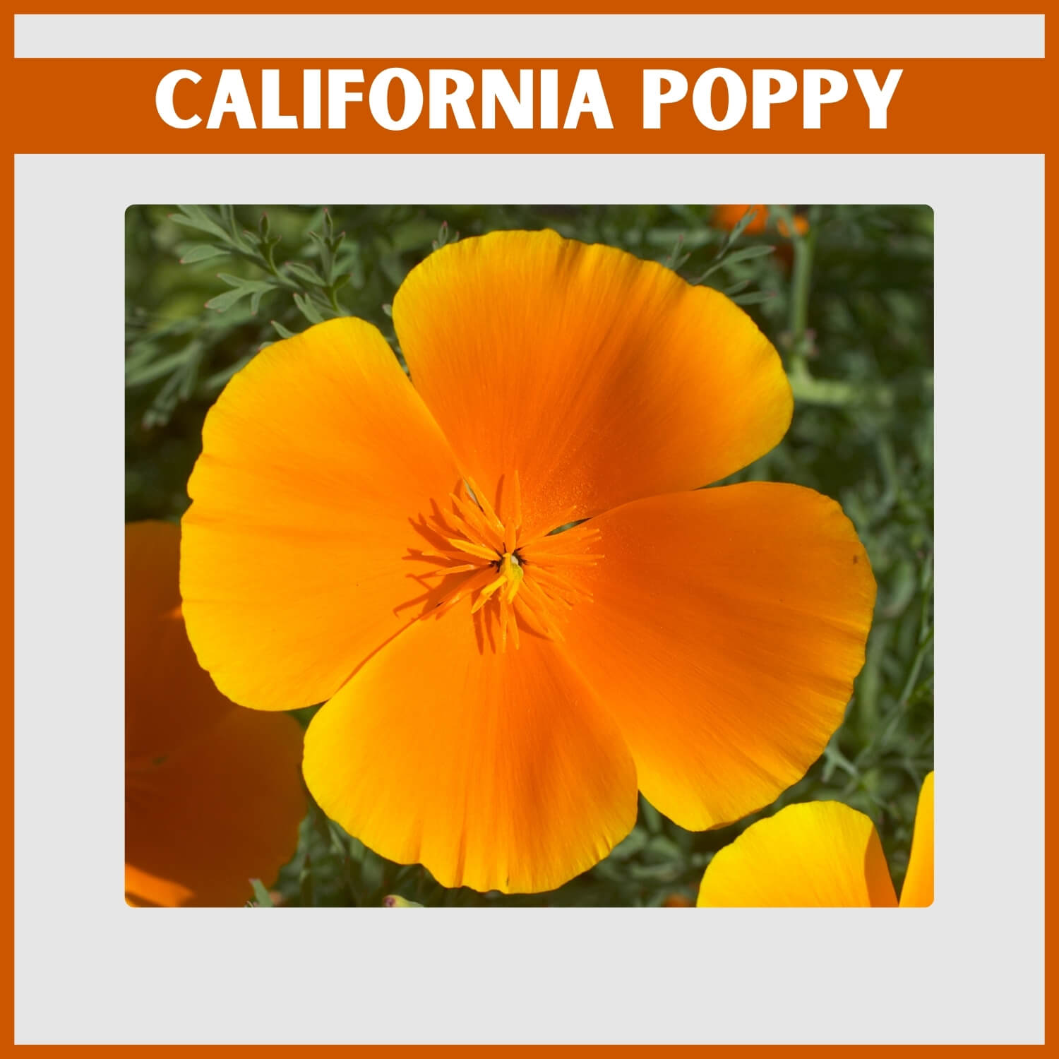 Delicate orange California Poppy growing in a sunny field