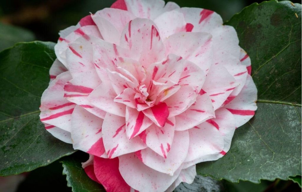 Multi-tone camellia flower