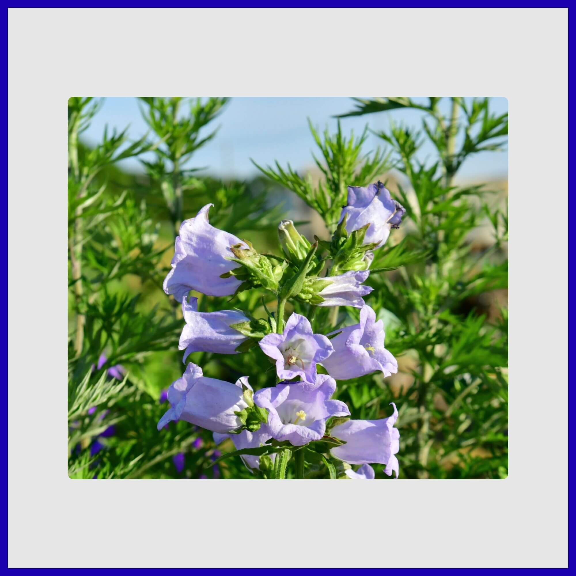 Delicate bell-shaped blue and white Campanula flowers nodding gracefully