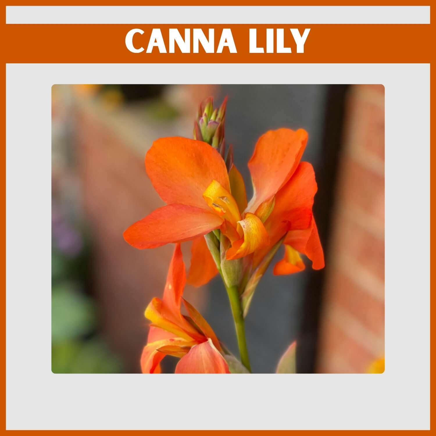 Bold orange Canna Lily with tropical foliage and blooms