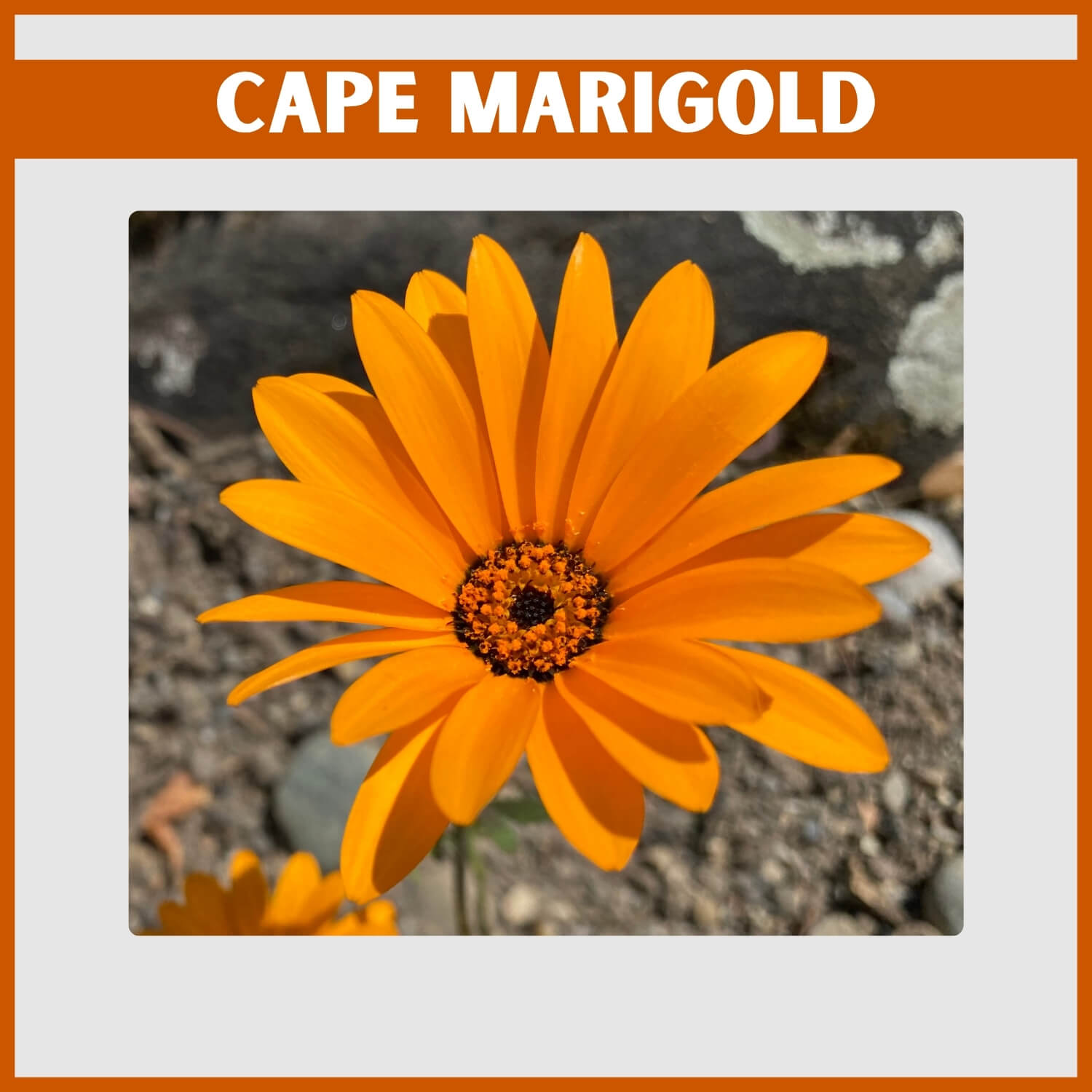 Brilliant orange Cape Marigold opening up in full sunlight