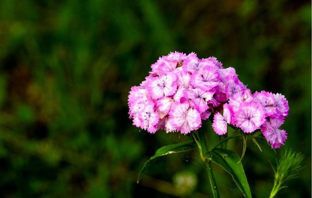 Striped multi-color carnation with ruffled petals