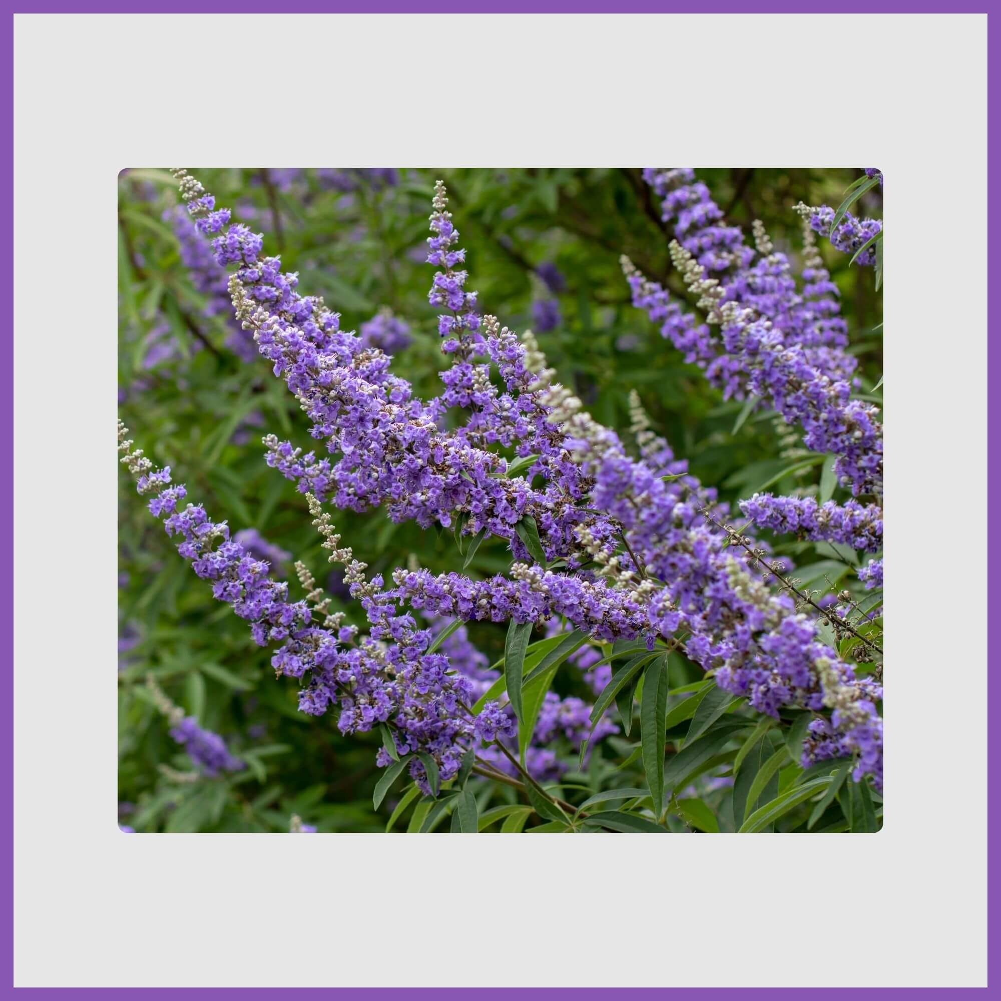 Chaste tree with lavender spikes