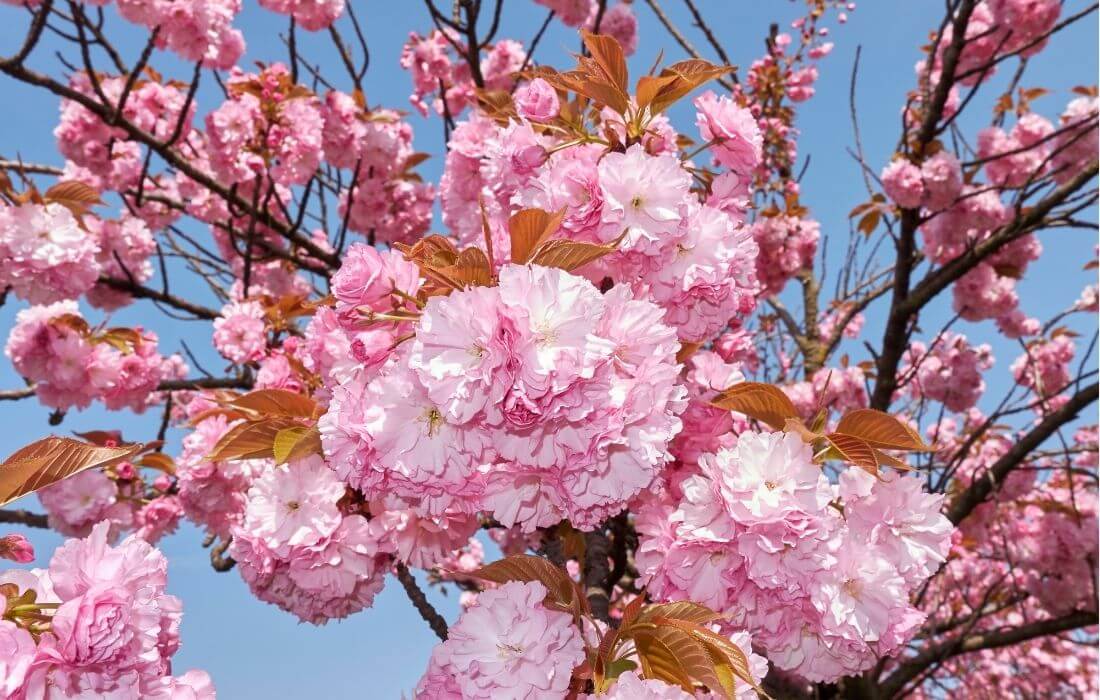 Soft pink and white cherry blossom