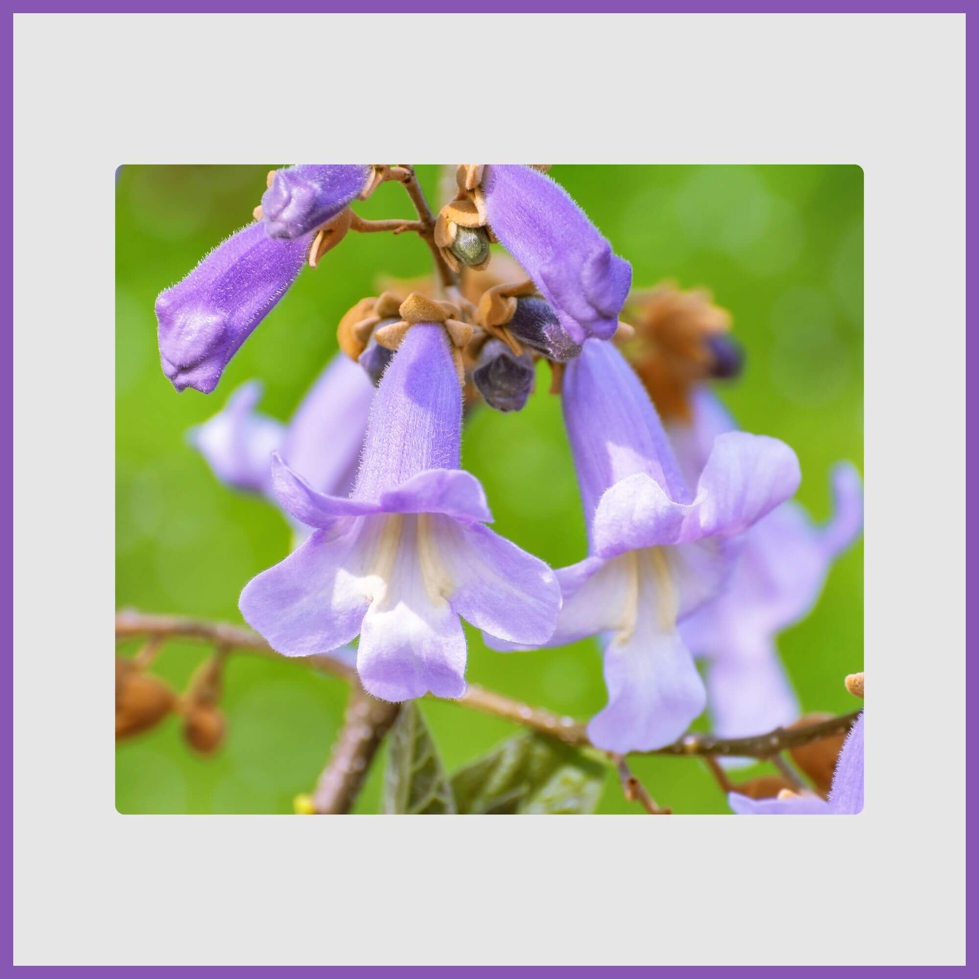 Chinese princess tree with violet blooms