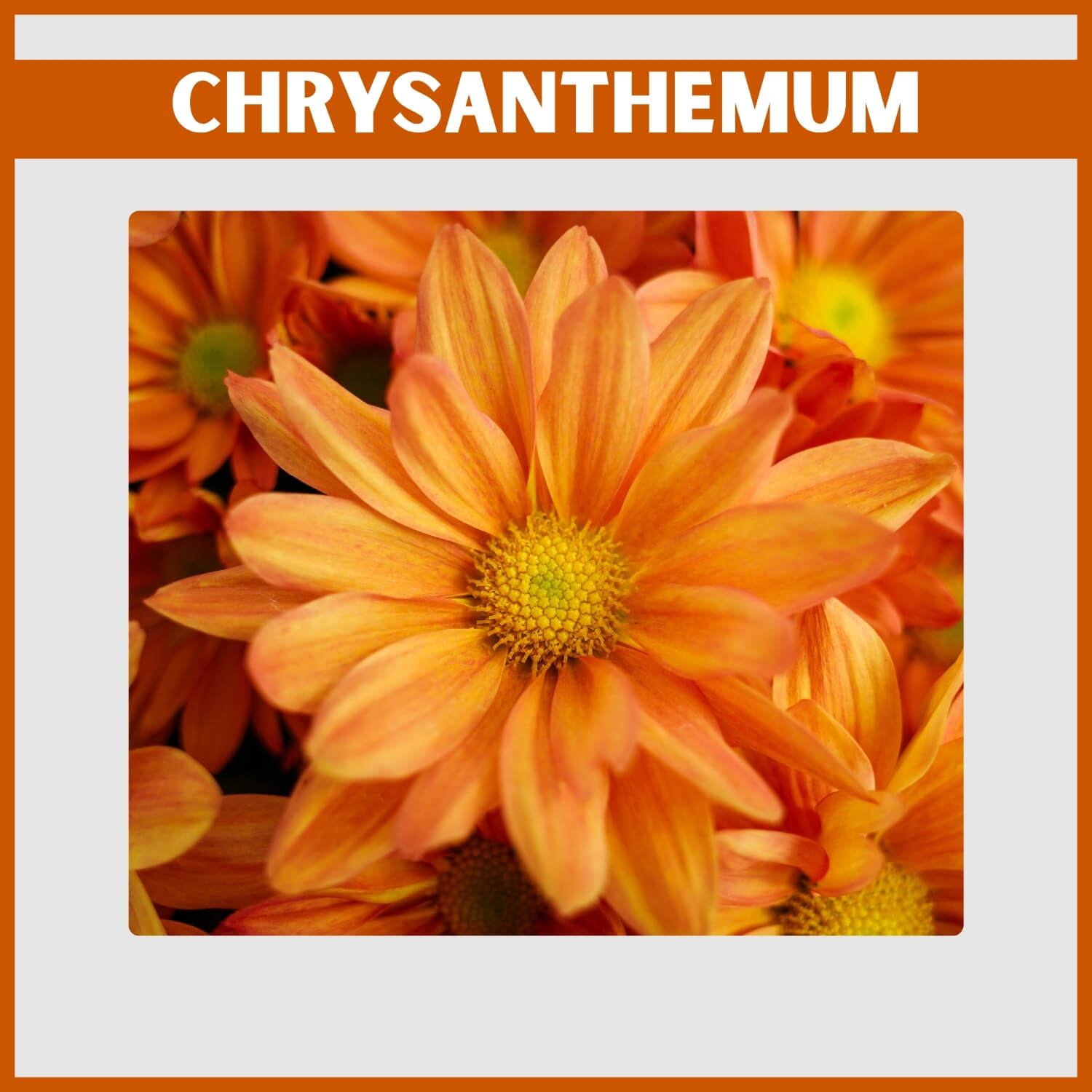 Cluster of Burnt orange Chrysanthemum flowers for bouqet