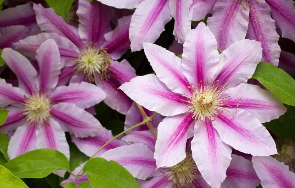 Large multi-color clematis flowers