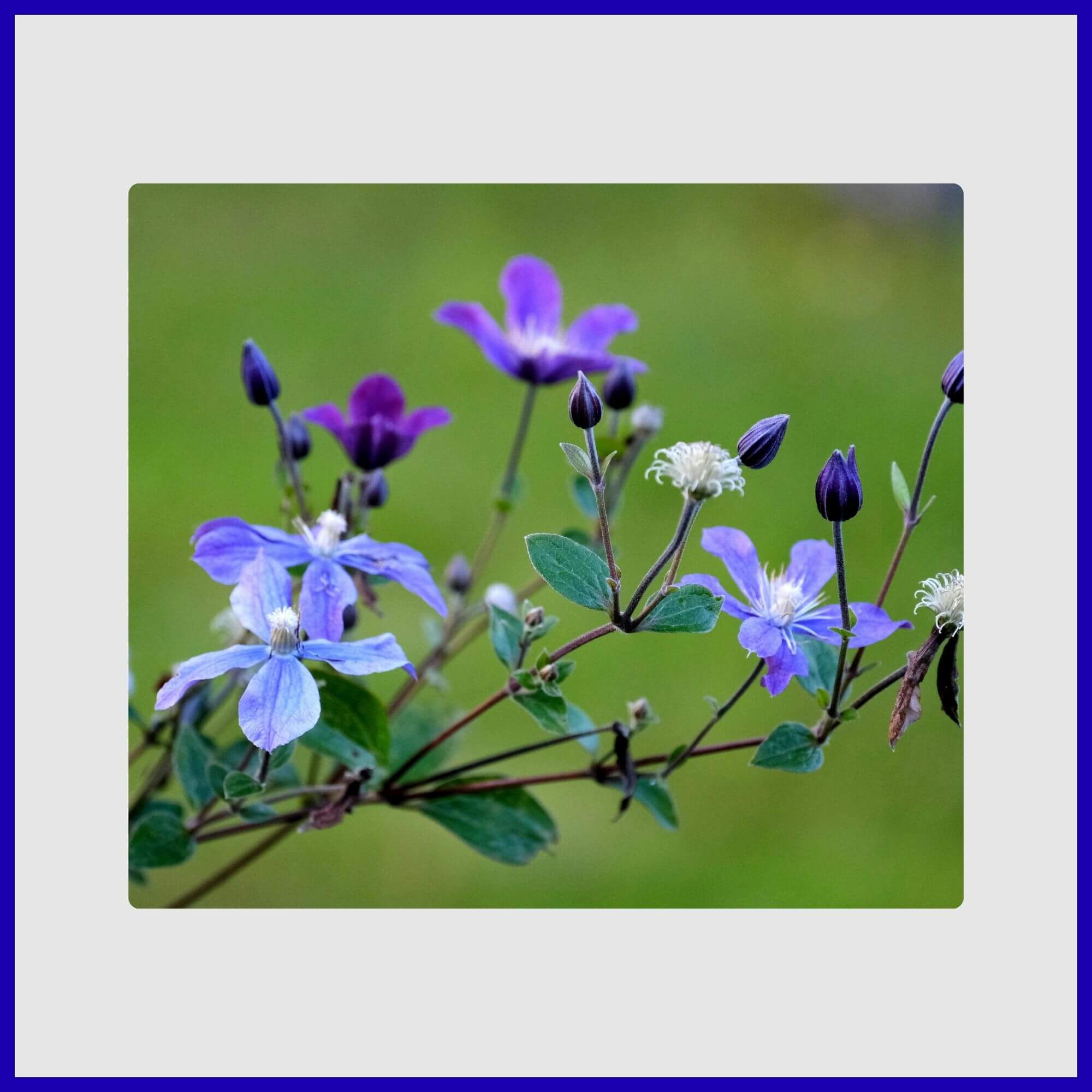 Star-shaped blue and white Clematis blooming on an arbor