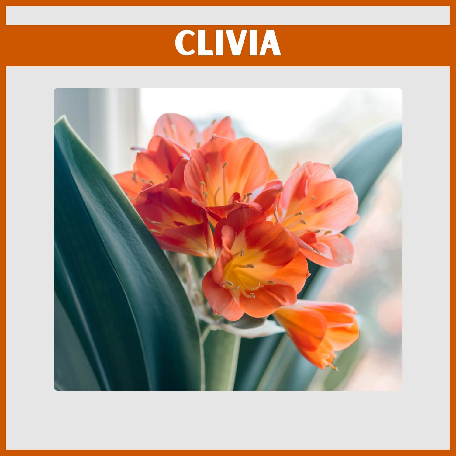 Shade-loving orange Clivia cluster blooming indoors on stem