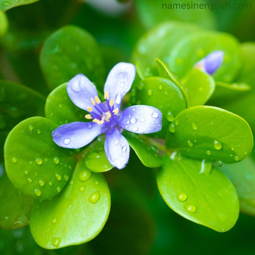 Close-up of National Flower of Jamaica-Lignum-Vitae