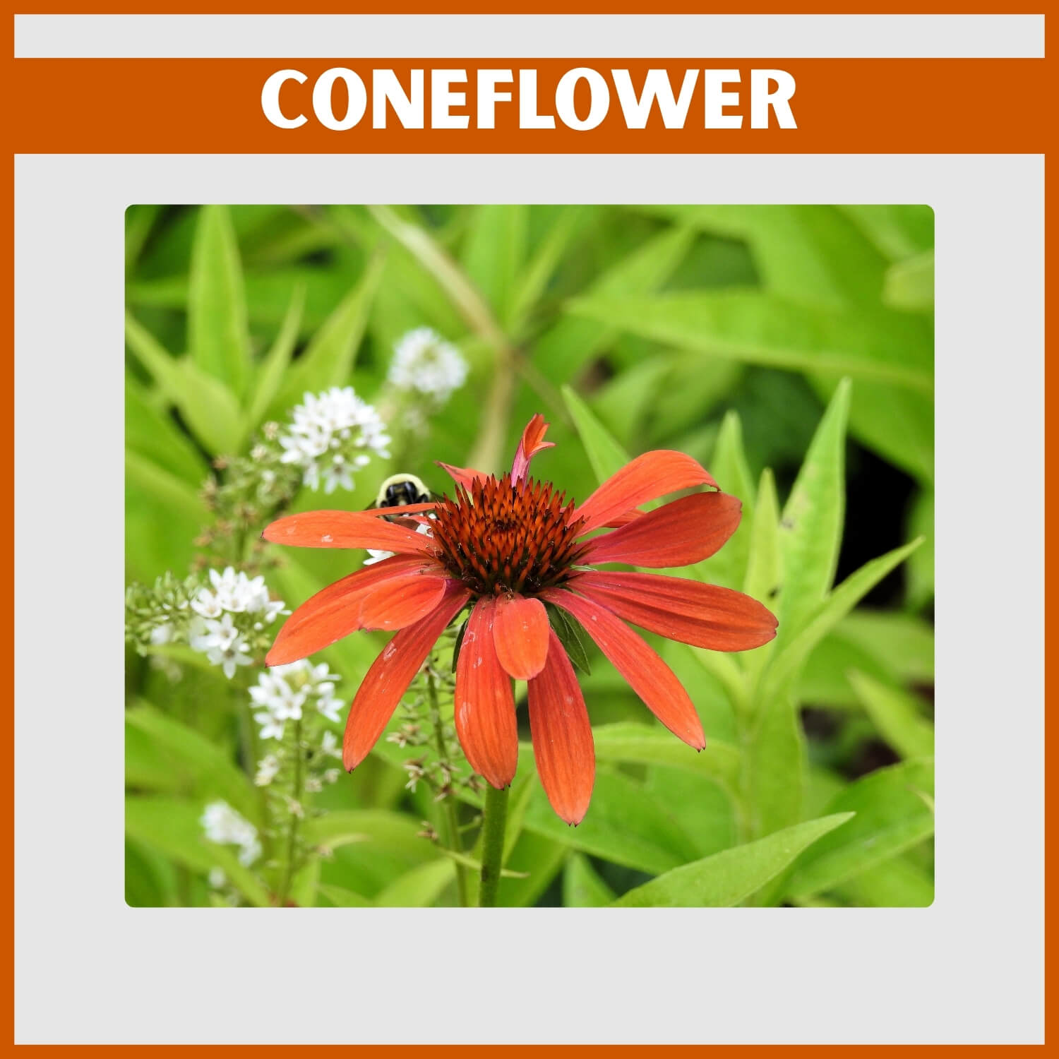 Drought-tolerant orange Coneflower with a peeking BumbleBee