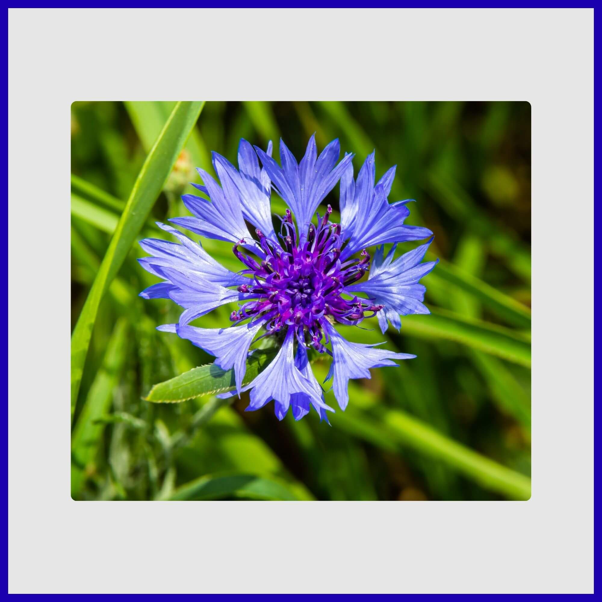 Cheerful blue and white cornflower blooms in a sunny field