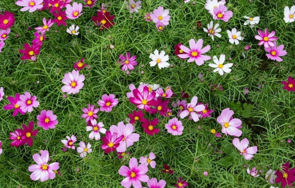 cluster of colorful cosmos flowers