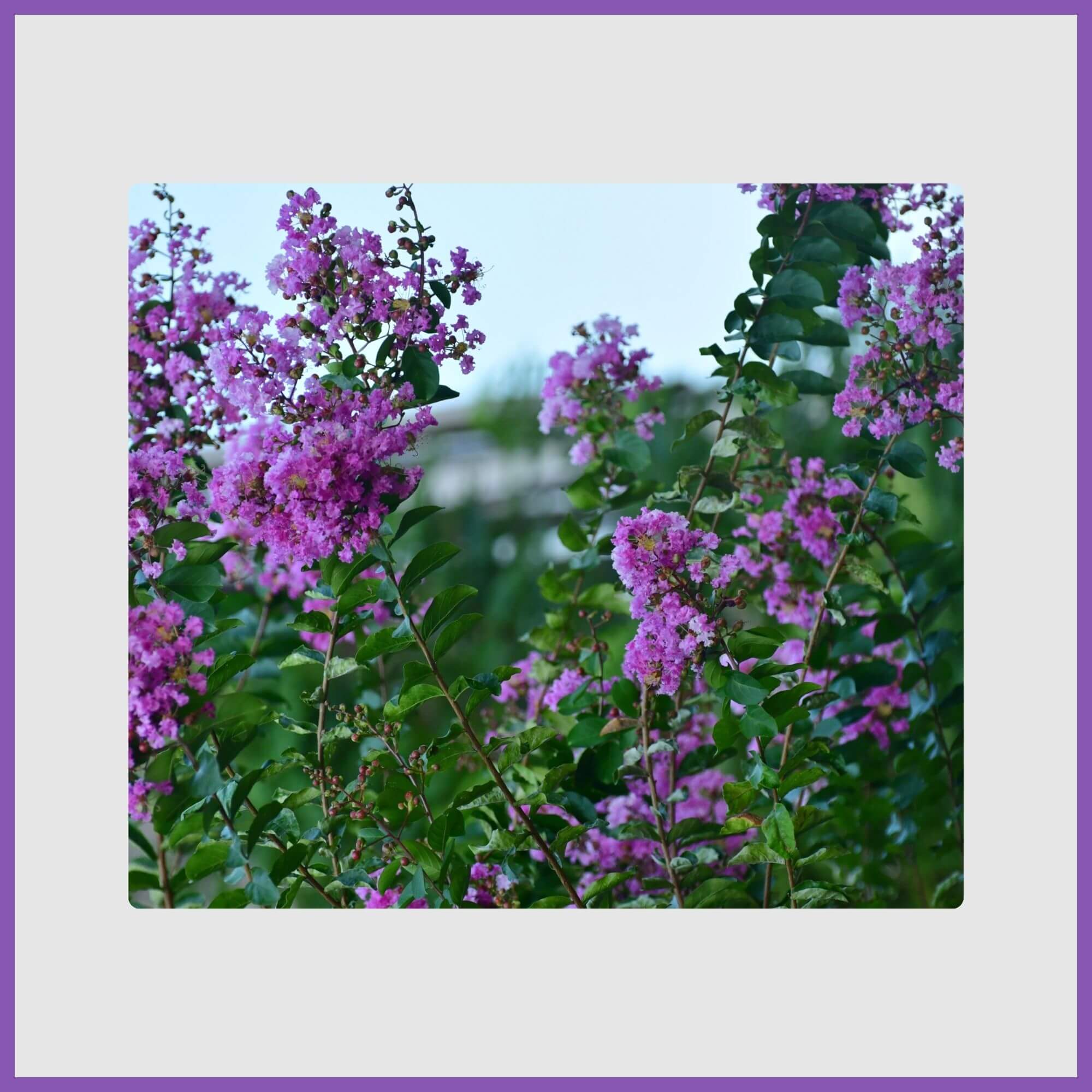 Crape myrtle tree with purple flowers