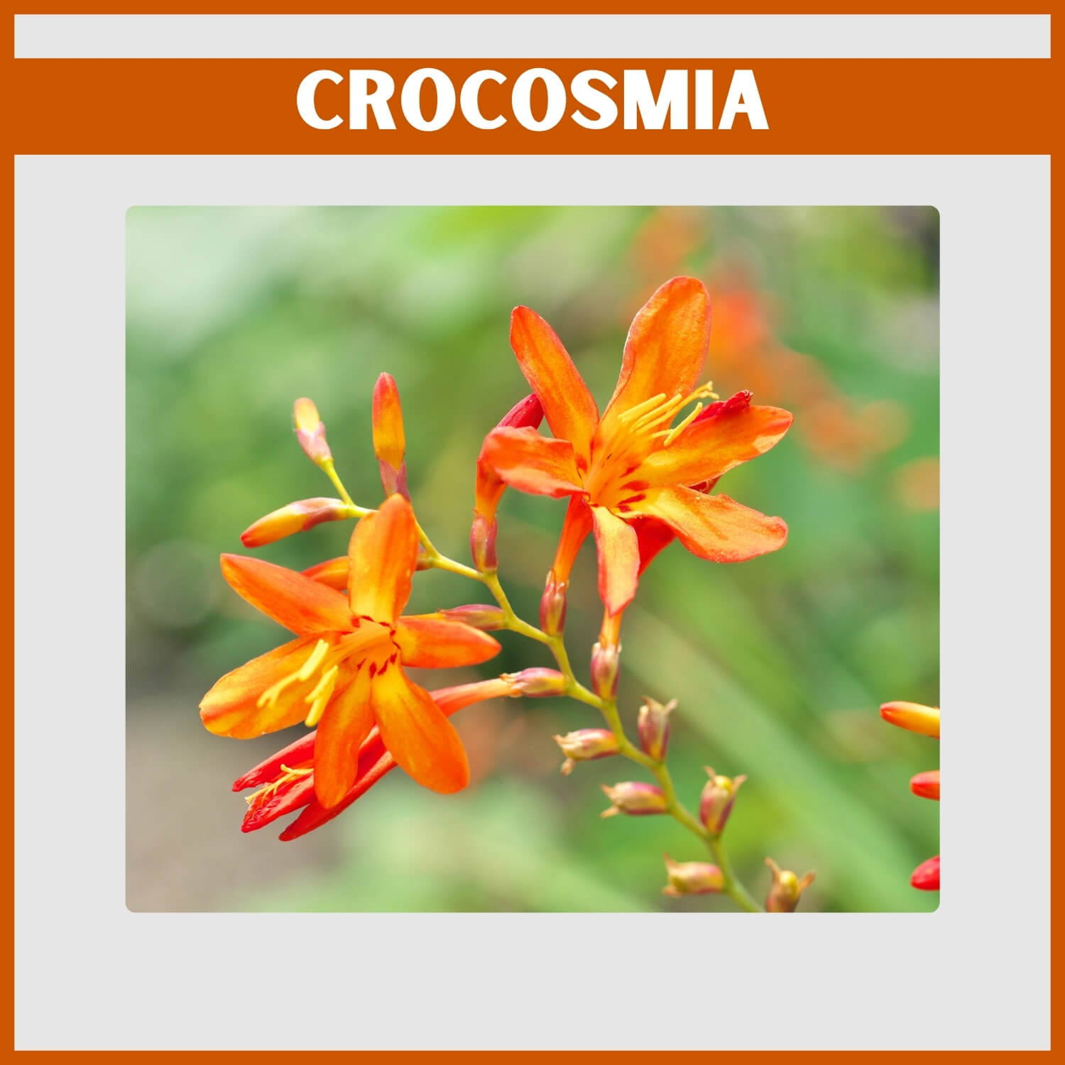 Close-up of Arching orange Crocosmia stems