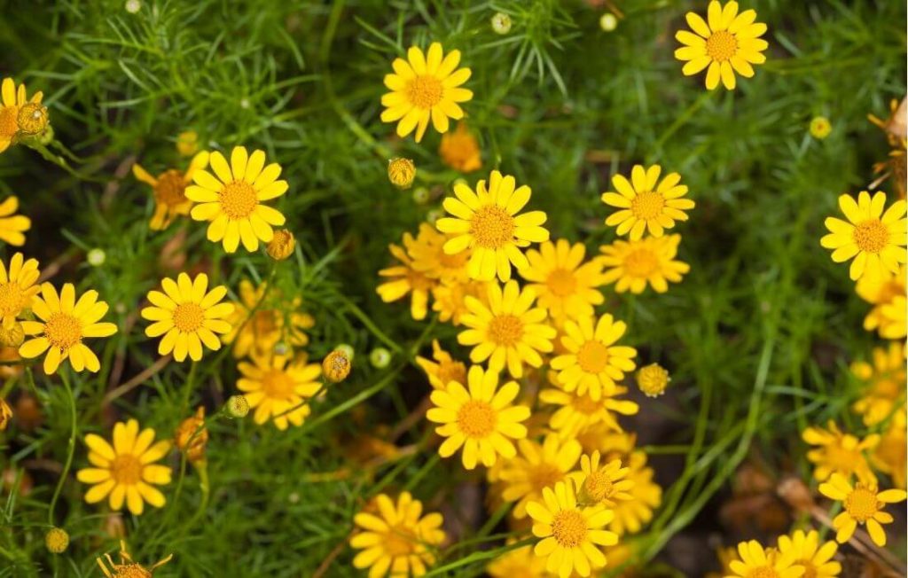 Bright yellow Dahlberg daisy
