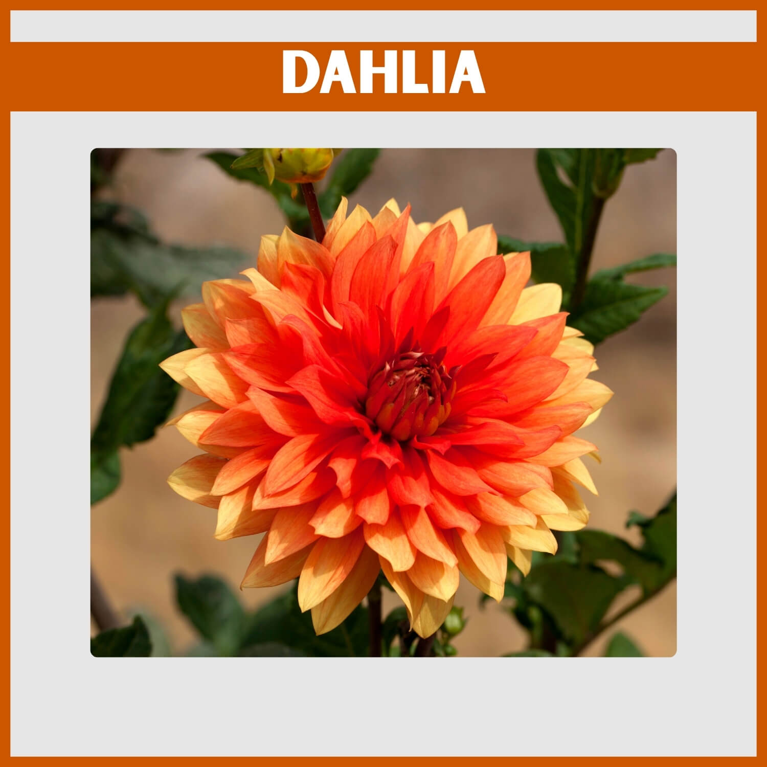 Sophisticated orange Dahlia bloom with deep color and texture