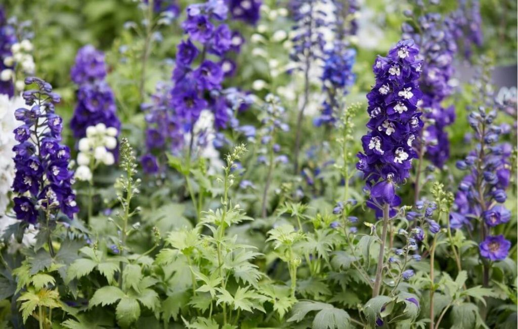 Blue and white delphinium flowers