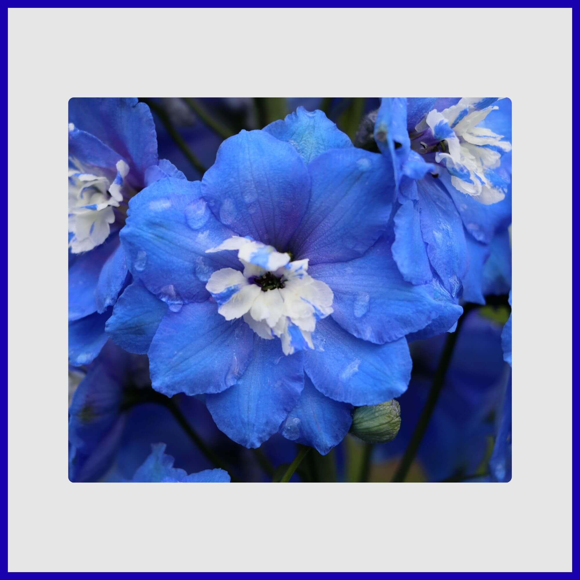 Tall spike of vibrant blue and white Delphinium flowers