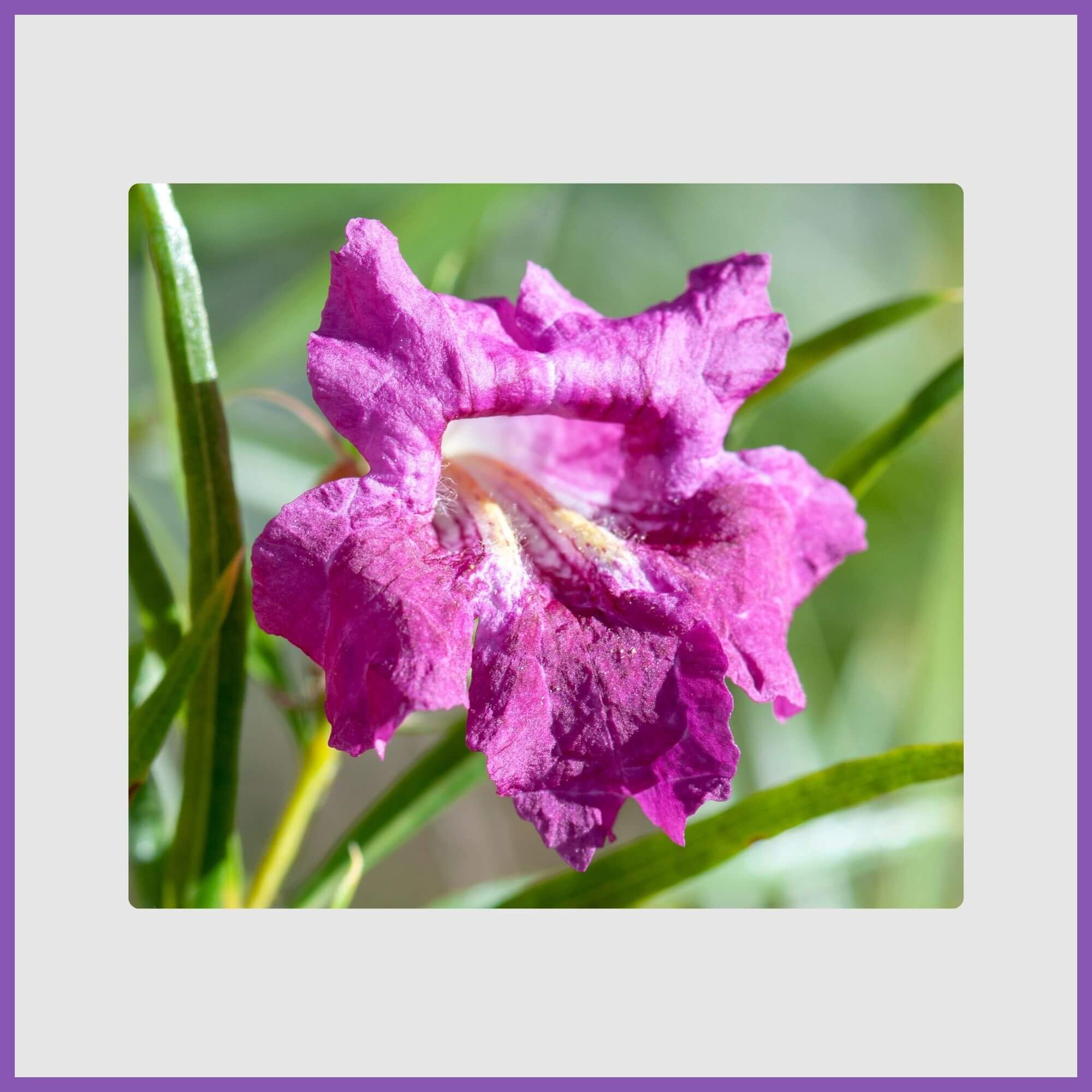 Purple desert willow flowers