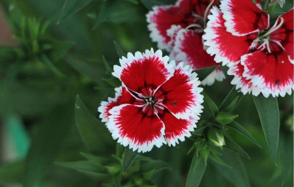 Fringed white and red colored dianthus flowers