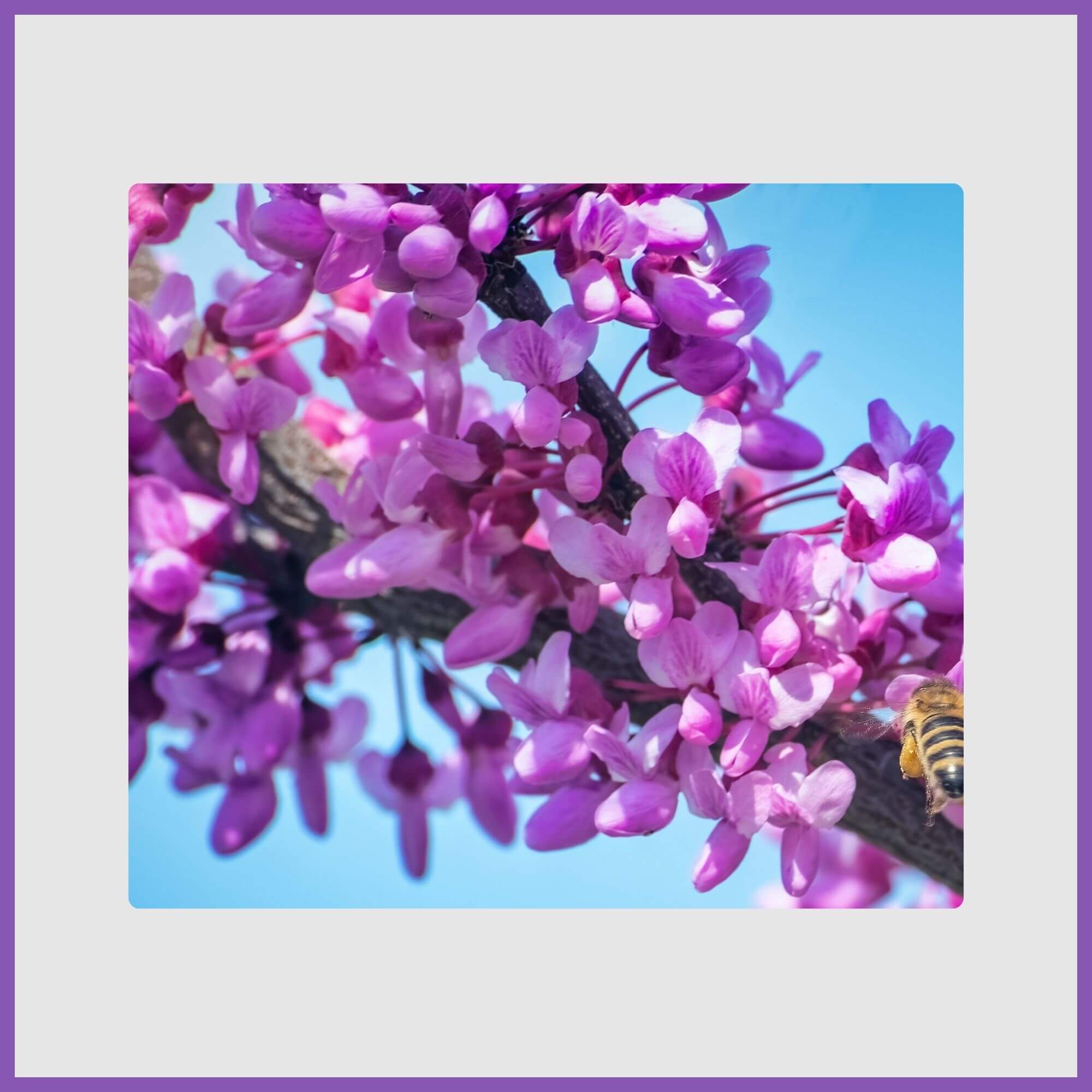 Forest pansy eastern redbud in bloom
