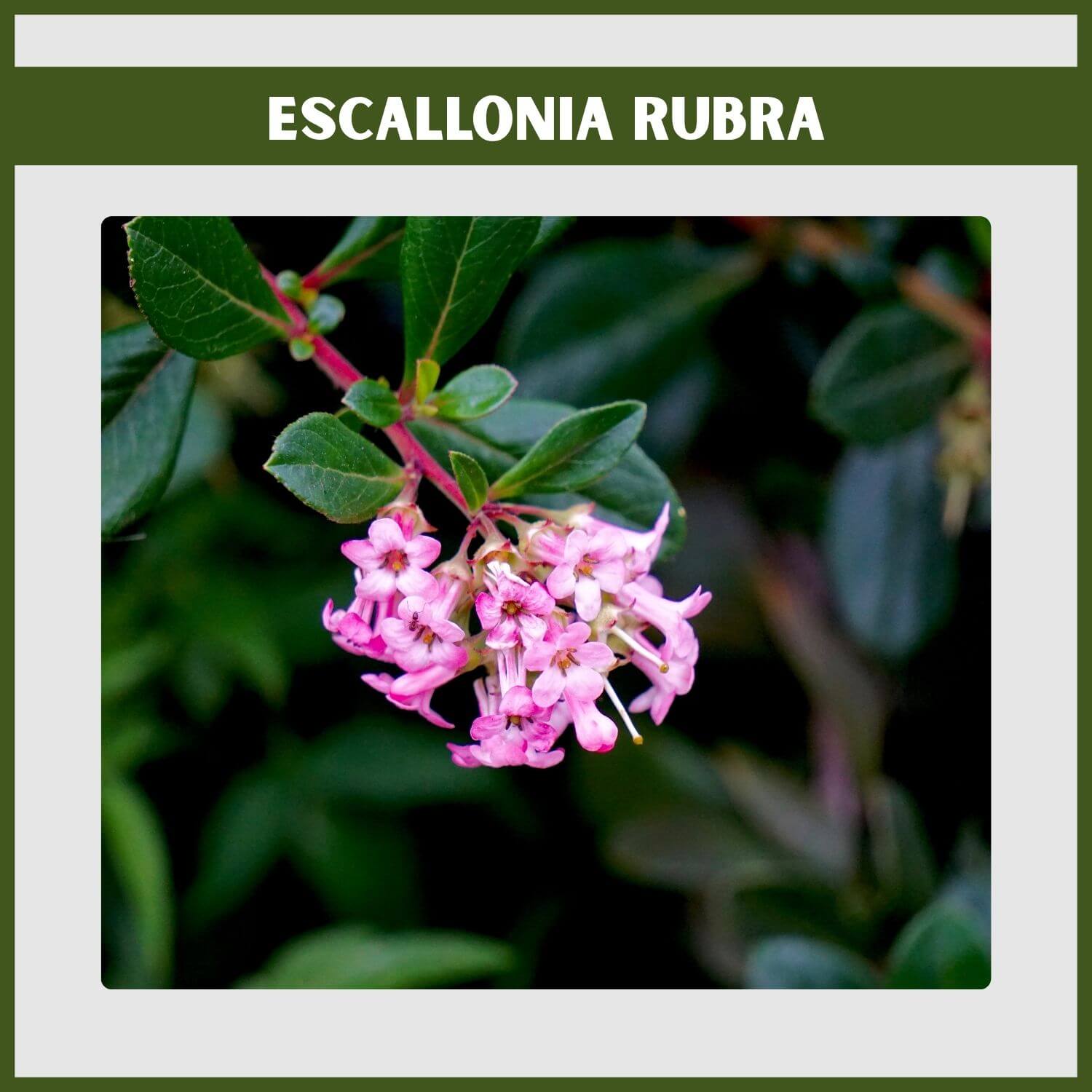 tubular flowers of an Escallonia rubra hedge, a great evergreen for coastal areas