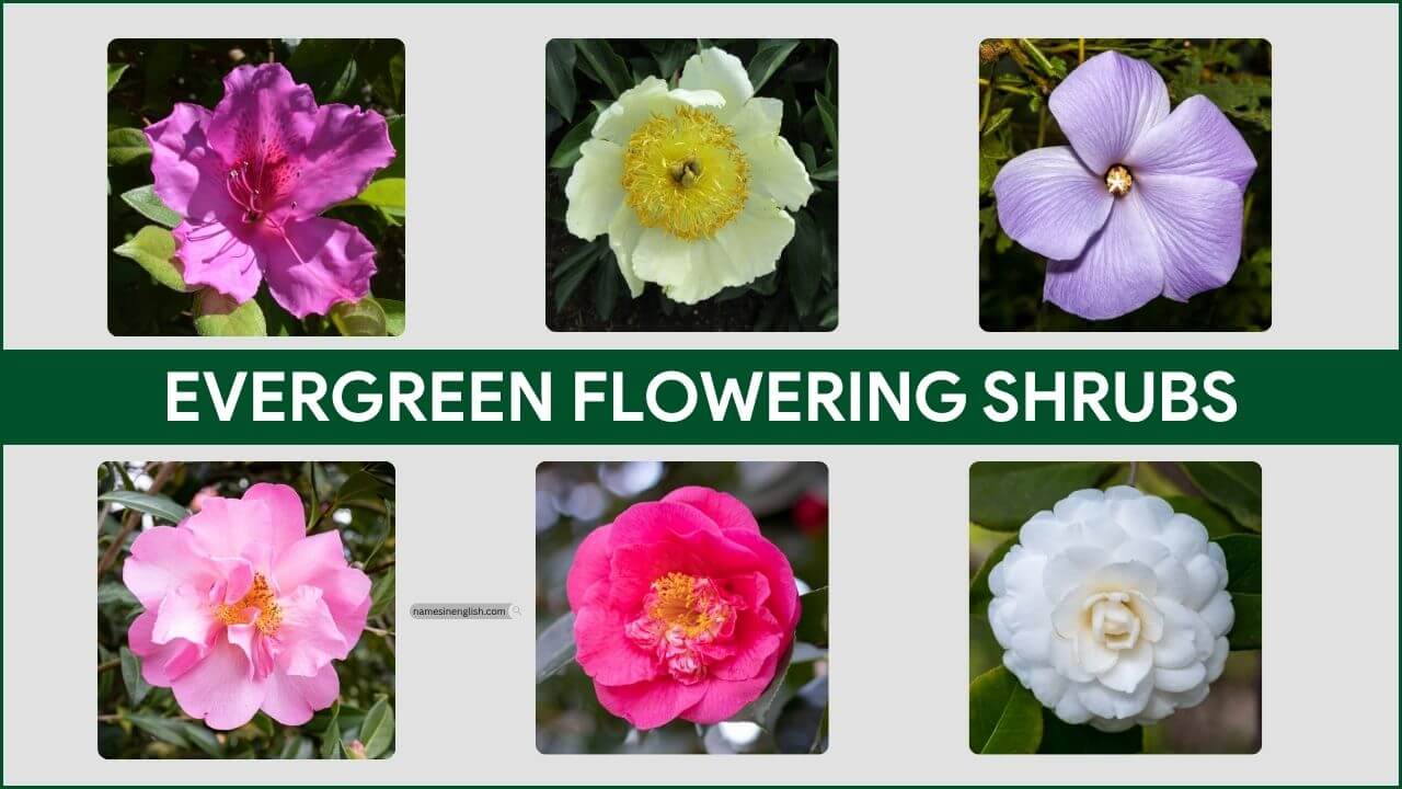 Evergreen Flowering Shrubs