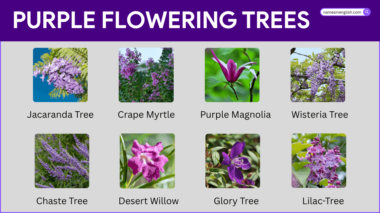 Flowering Trees with Purple Flowers