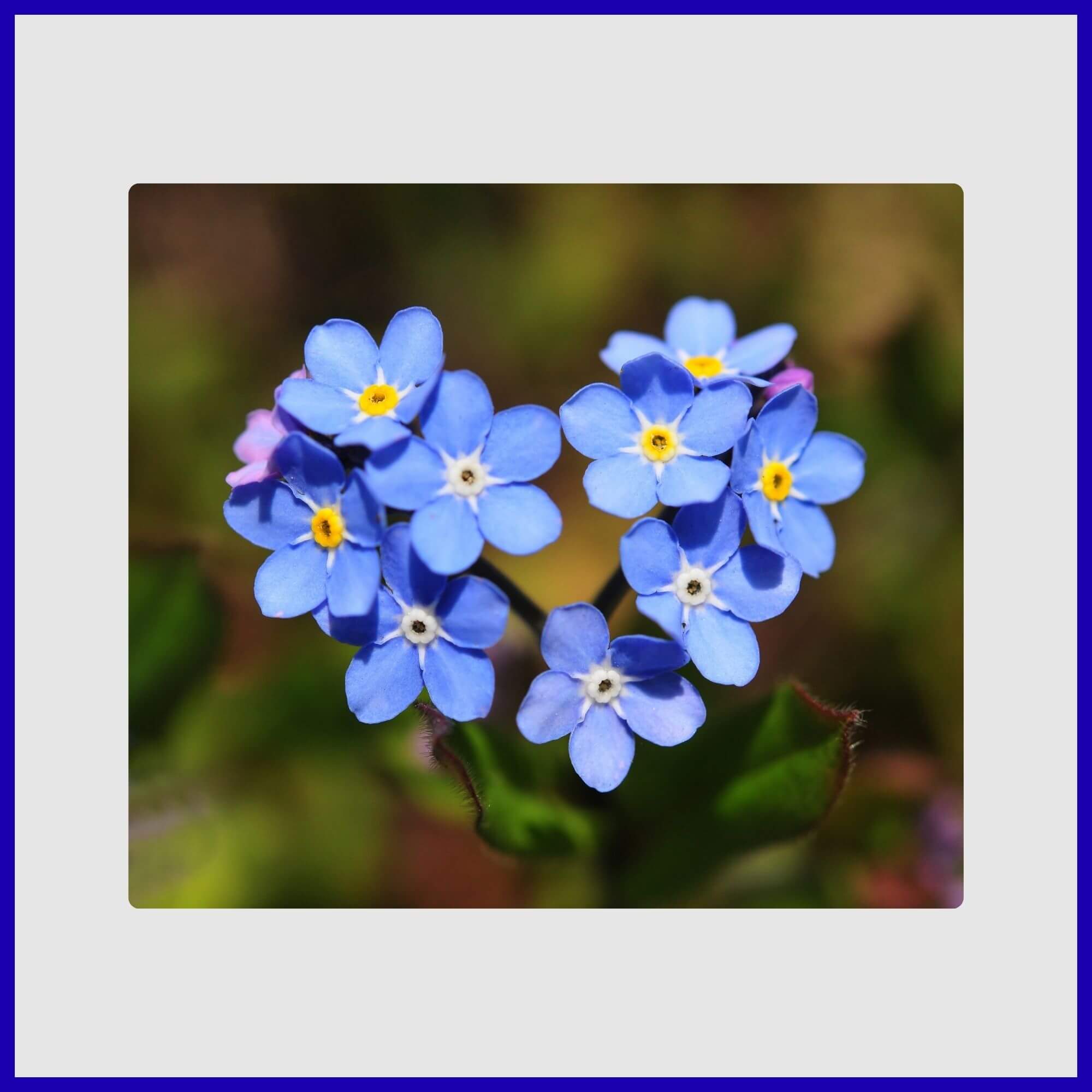 Tiny springtime blue and white Forget-Me-Not flowers creating haze