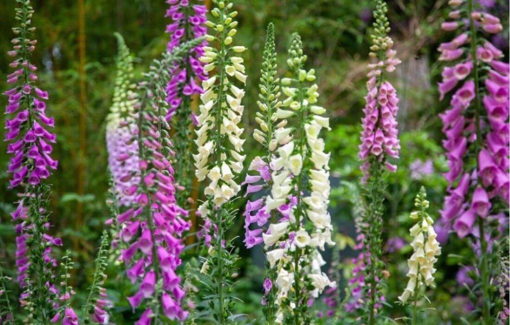 Pink, Purple and white spotted foxgloves