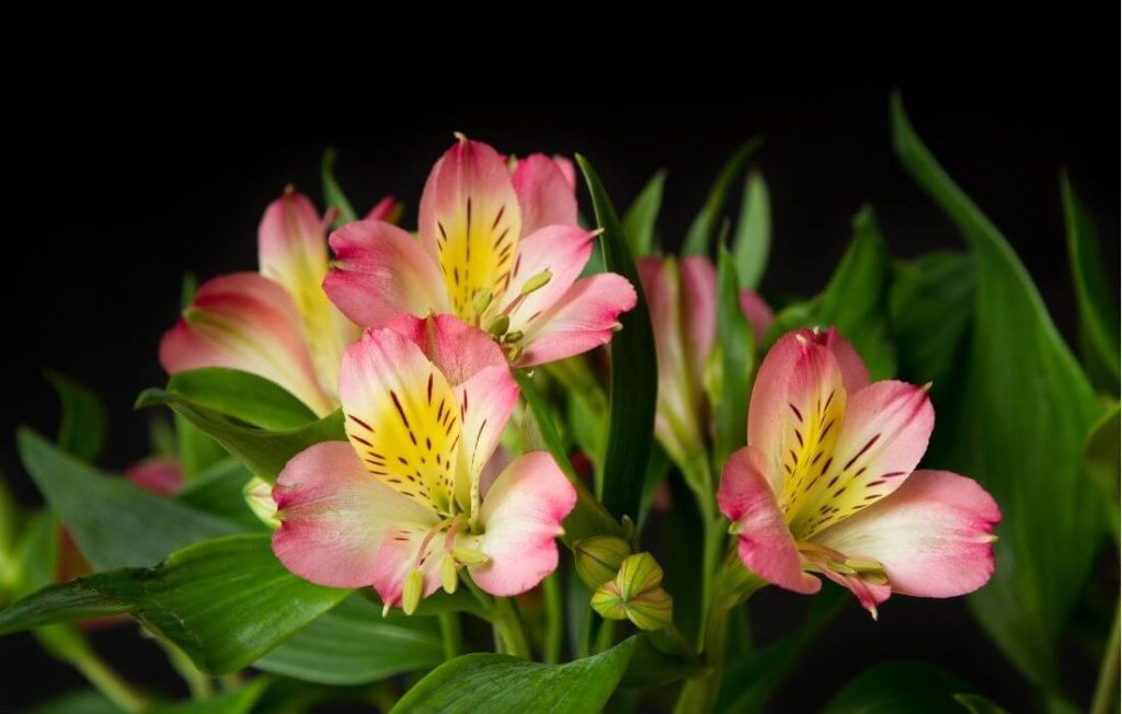 Multi-colored freesia flowers