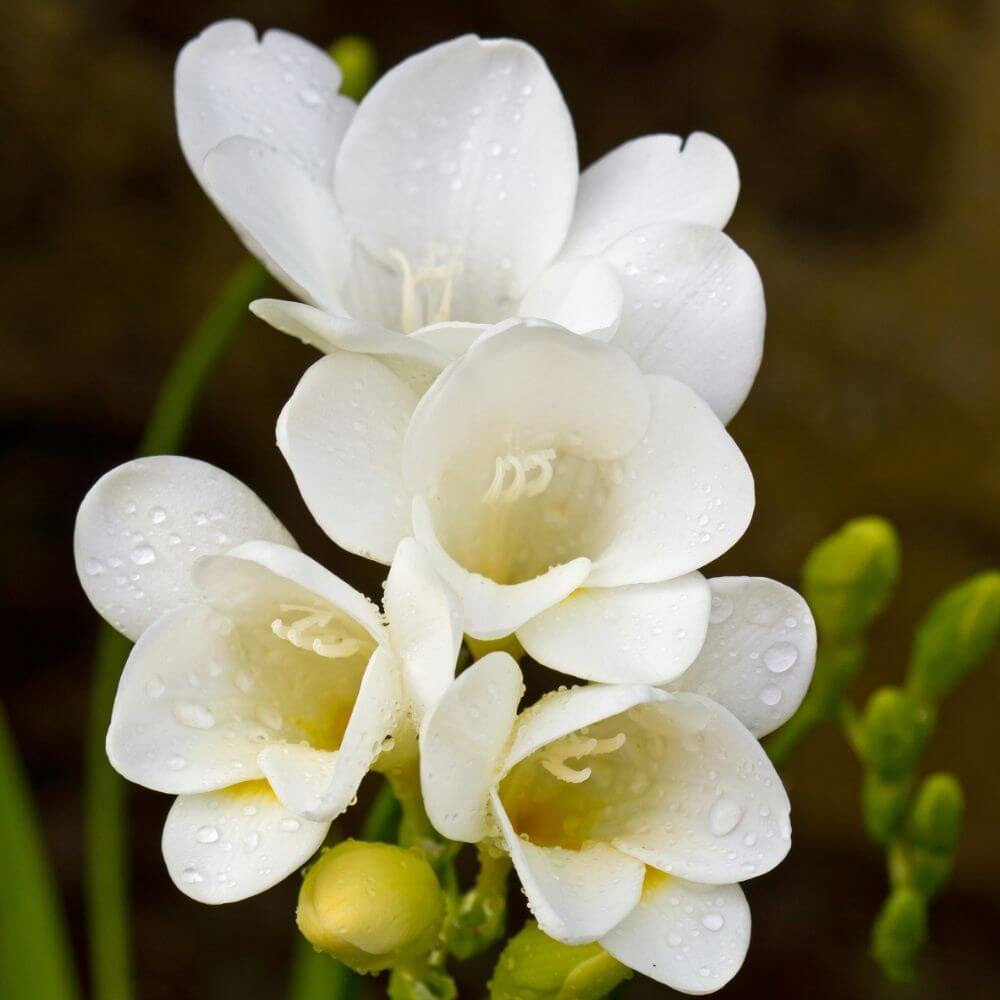 Freesia white trumpet-shaped flowers