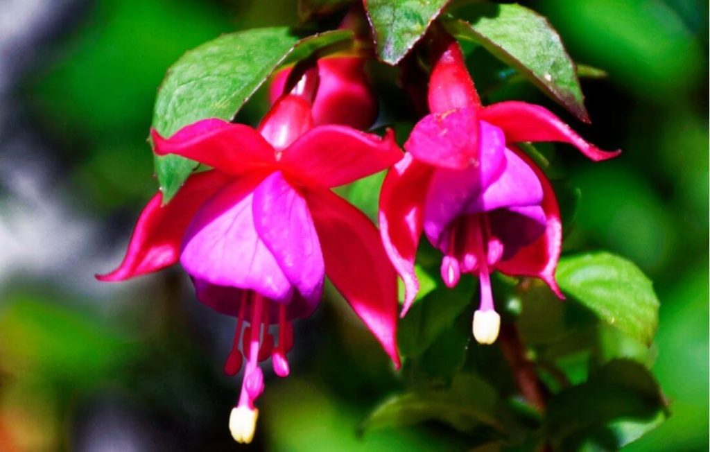 Pink and purple bi-color fuchsia hanging bloom