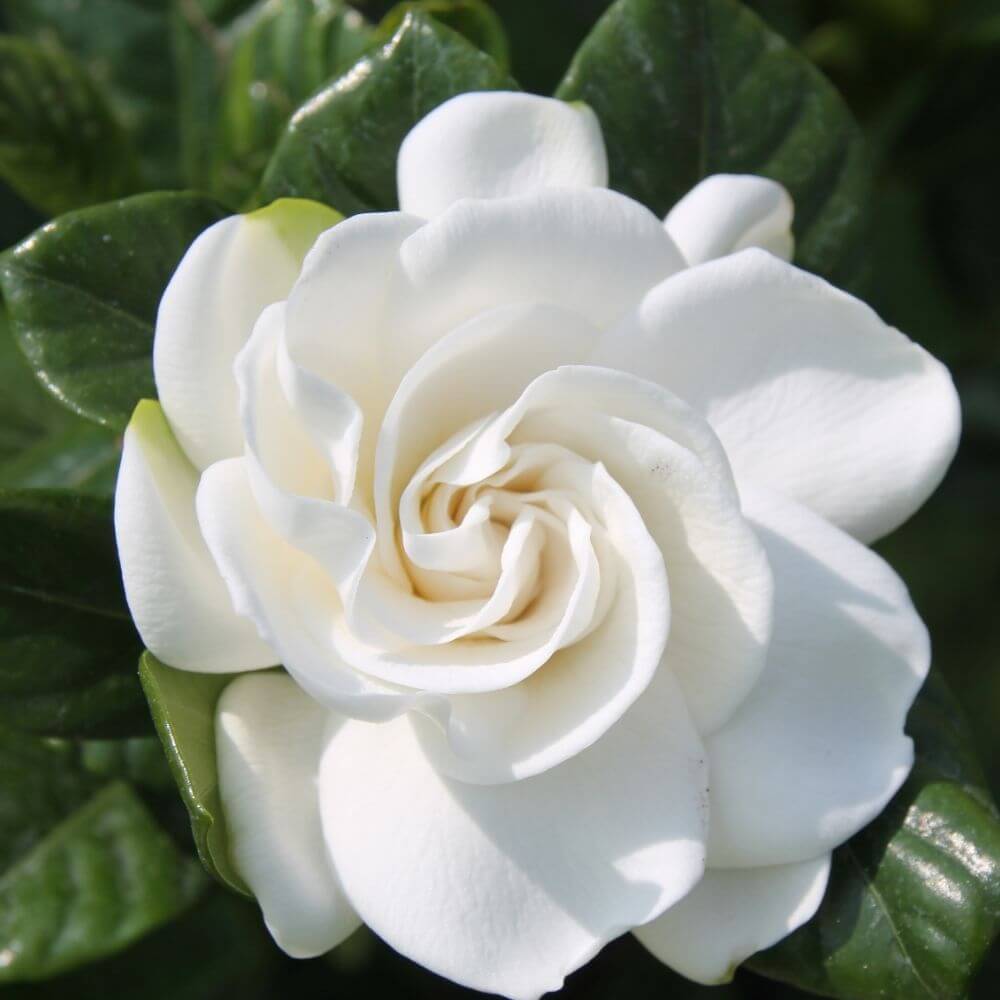 Gardenia white bloom