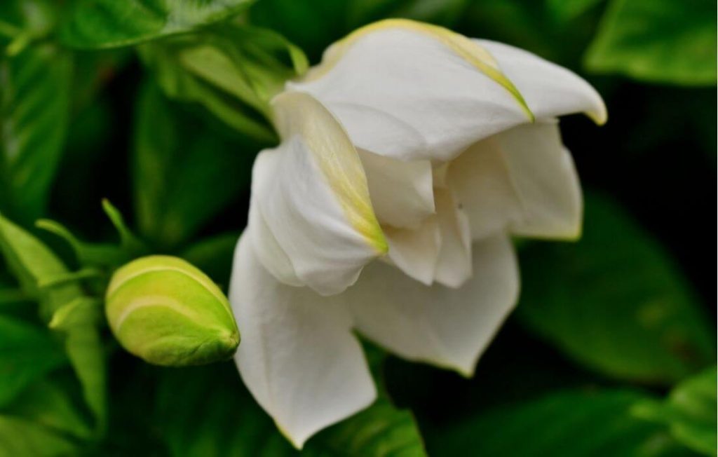 Creamy white gardenia flower with soft tones